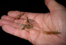 Trout Stream Reflections | Waushara Argus