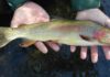Fish Facts: Yellowstone Cutthroat Trout