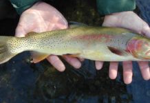 Fish Facts: Yellowstone Cutthroat Trout
