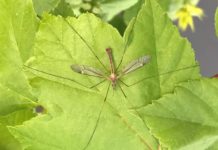 Mayfly time on Alabama lakes