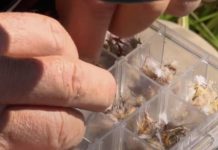 Bugging Out: Learn About Dry Fly Rises With Orvis’ Tom Rosenbauer