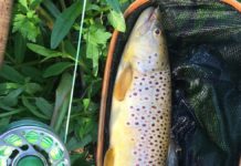Trout fishing on the river