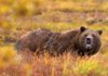 Classic Pro Tips: How to Stay Safe in Bear Country
