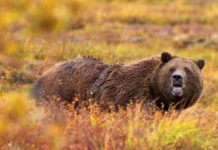 Classic Pro Tips: How to Stay Safe in Bear Country