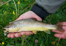 Pro Tips: Keep Terrestrials Riding Low