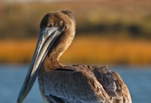 Steven Price, Kennebunkport: Someone’s mistake leads to reflection about relationship to nature