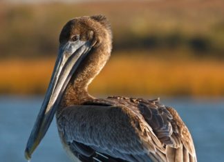 Steven Price, Kennebunkport: Someone’s mistake leads to reflection about relationship to nature