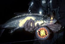 Salomone: The lights are brighter at night