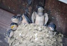 Flying ‘bugs’ beware – Times News Online