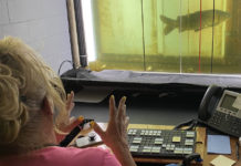 Instead of braving the river, these endangered salmon take the highway