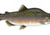 Fish Facts: Pink Salmon (Oncorhyncus gorbuscha)