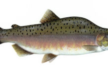 Fish Facts: Pink Salmon (Oncorhyncus gorbuscha)