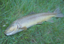 Persistence pays | The River Reporter