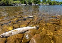 Montana’s Famed Trout Under Threat as Drought Intensifies