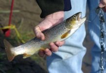 Rogue River becomes major focal point in Wolverine PFAS cleanup planning