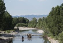 Groups call on Montana governor to form a task force to protect cold water fisheries | Environment