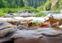 Upland pursuits: The caddis revolution | Outdoors