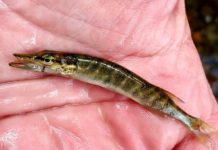 Andy Schafermeyer’s Adventures Afield: Catching tiny fish brings huge fun | Adventures Afield