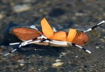 Fishing report: It’s hopper time! | Outdoors