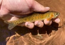 Story & Photos: The Value of “One and Done”