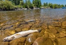 Wednesday Wake-Up Call 07.21.21 – Orvis News