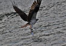 Fighting over fish high above Ririe Reservoir