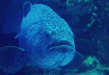Goliath groupers wash ashore in Florida during massive fish kill