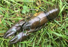 Upper Bure Investigation: Wednesday – Fish & Fly