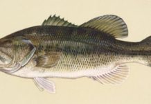 Fish Facts: Largemouth Bass, a.k.a Ol’ Bucketmouth