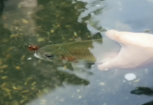 Pro Tips: How to Treat a Trout Right