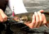 Best Fishing Pliers For Freshwater & Saltwater Fishing
