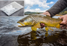 Scientific study finds fish can turn to meth addicts