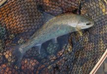 Budget Montana Trout Fishing | BDOutdoors