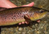 Classic Video Tip: How to Catch and Release a Trout