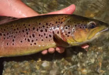 Classic Video Tip: How to Catch and Release a Trout