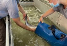 As river warms, endangered sockeye salmon take the highway