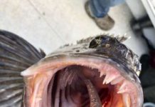 Mail Tribune Fishing Report, July 2, 2021 – Medford News, Weather, Sports, Breaking News