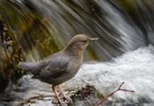 On the Fly column: Birds, bats and pesky fly-fishers