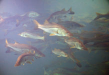 51-Pound Snook Caught In Cabo Breaks 21-Year Fishing World Record