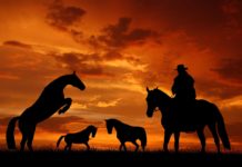 Papa can’t cope when baby grows up to be cowgirl