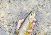 North Country Angling: Shop talk — Hard to believe fishing tales | Fishing