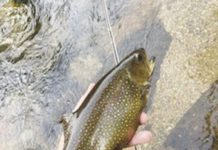 North Country Angling: The growth of the angling economy | Fishing