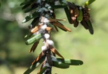 Pennsylvania’s troubled hemlock trees key to saving native trout