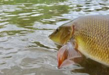Passion for Barbel… Random Thoughts
