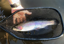 Our Outdoors: The Need for Nets