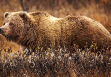 Knocked down by a grizzly bear, hiker goes on the offensive