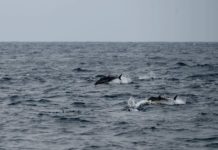 Bluefin Bite Heats Up in Orange County Waters | BDOutdoors