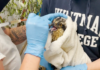 Bend wildlife hospital nursing two injured osprey fledglings back to good health