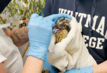 Bend wildlife hospital nursing two injured osprey fledglings back to good health