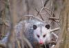 Possum peckers | Hatch Magazine